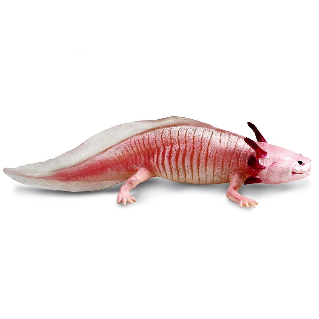 axolotl.jpg