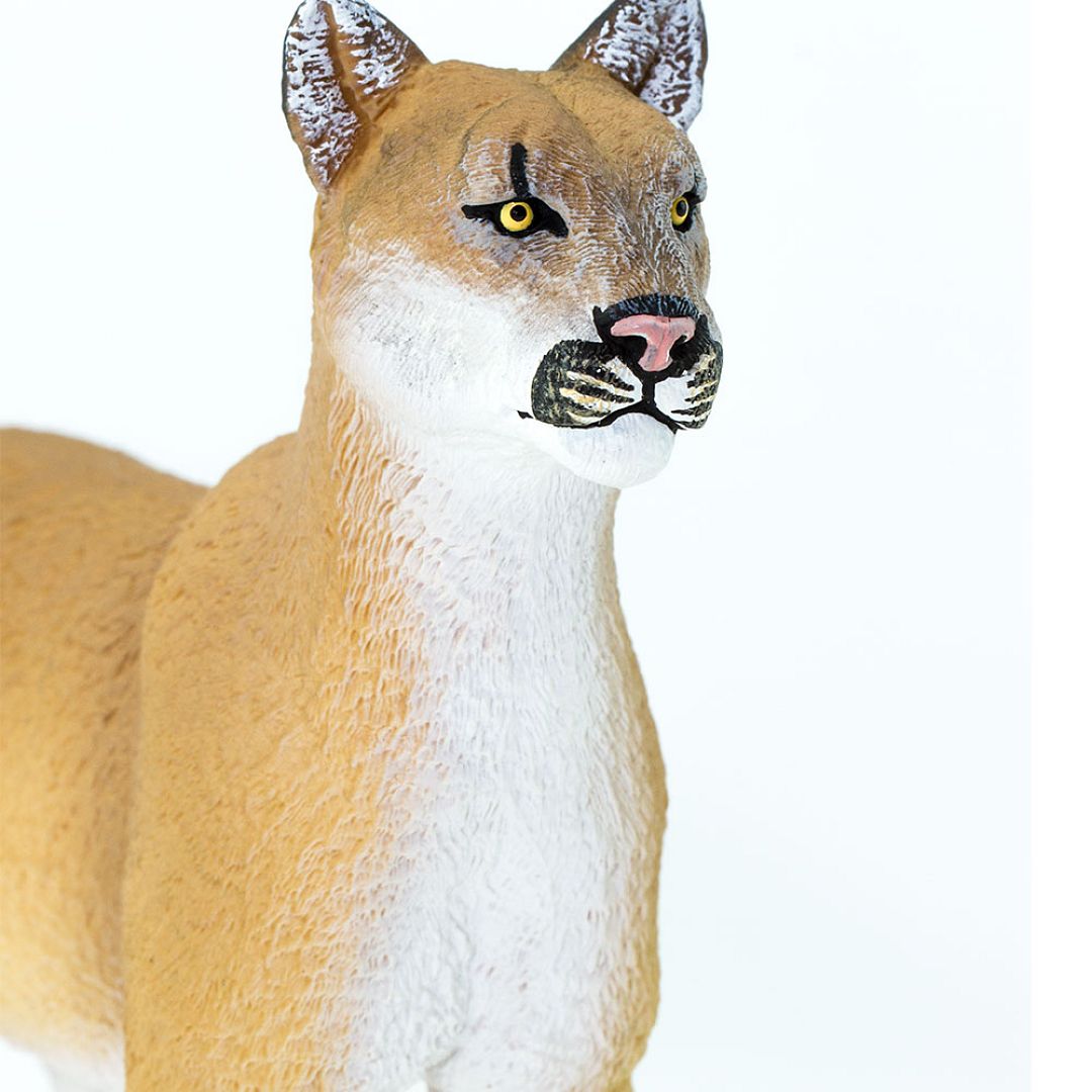 puma-floridska.jpg