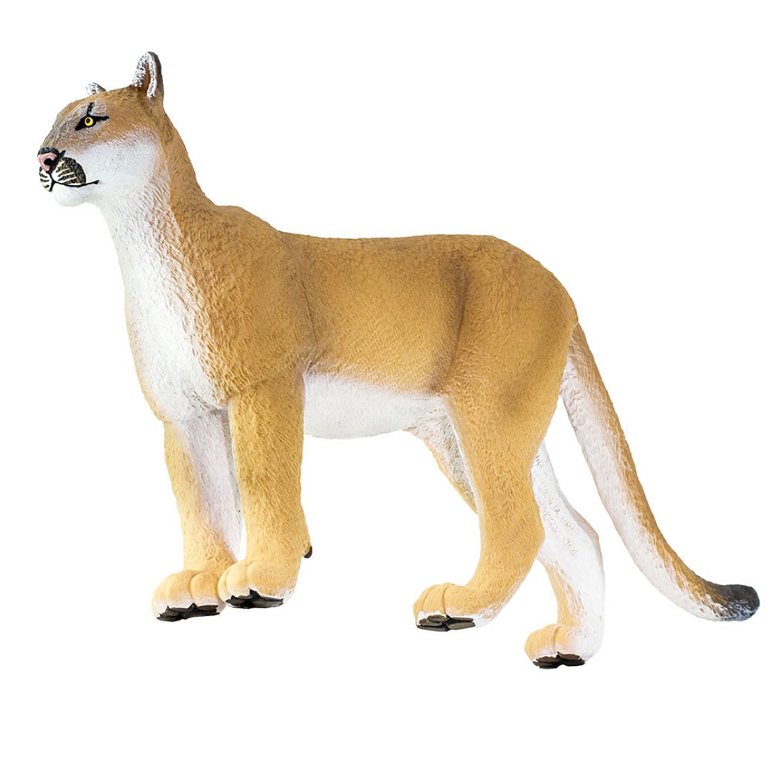 puma-floridska.jpg