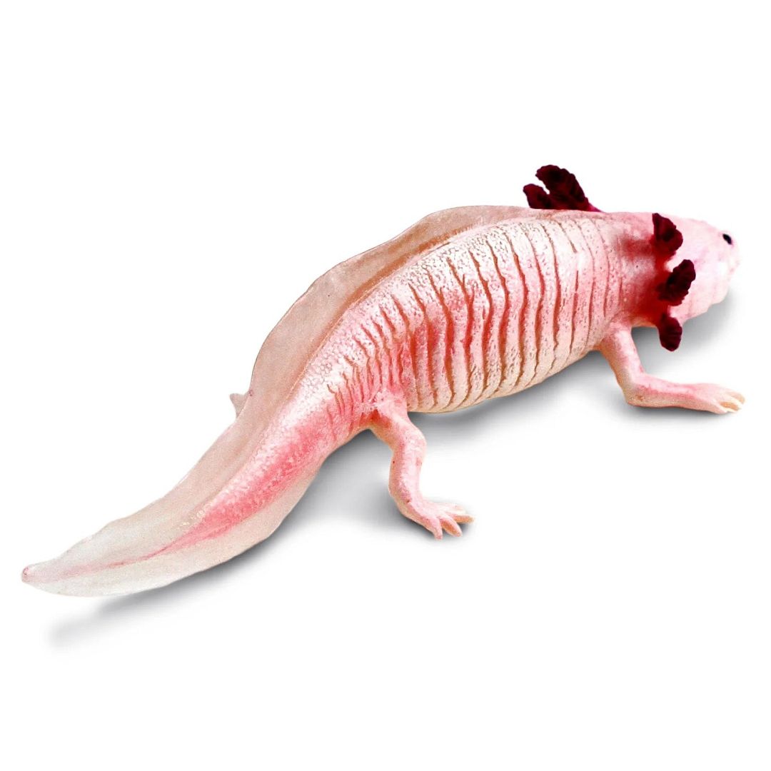 axolotl.jpg