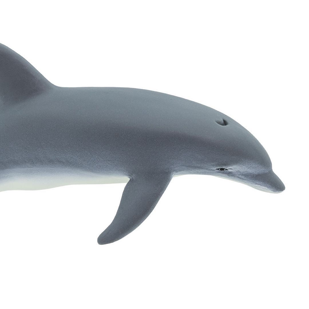 delfin.jpg