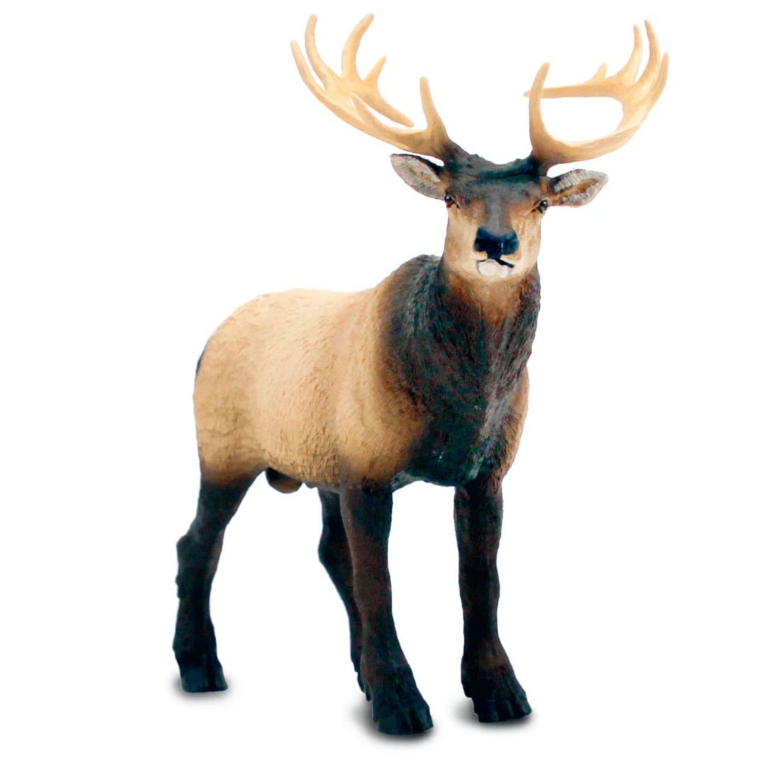 wapiti.jpg