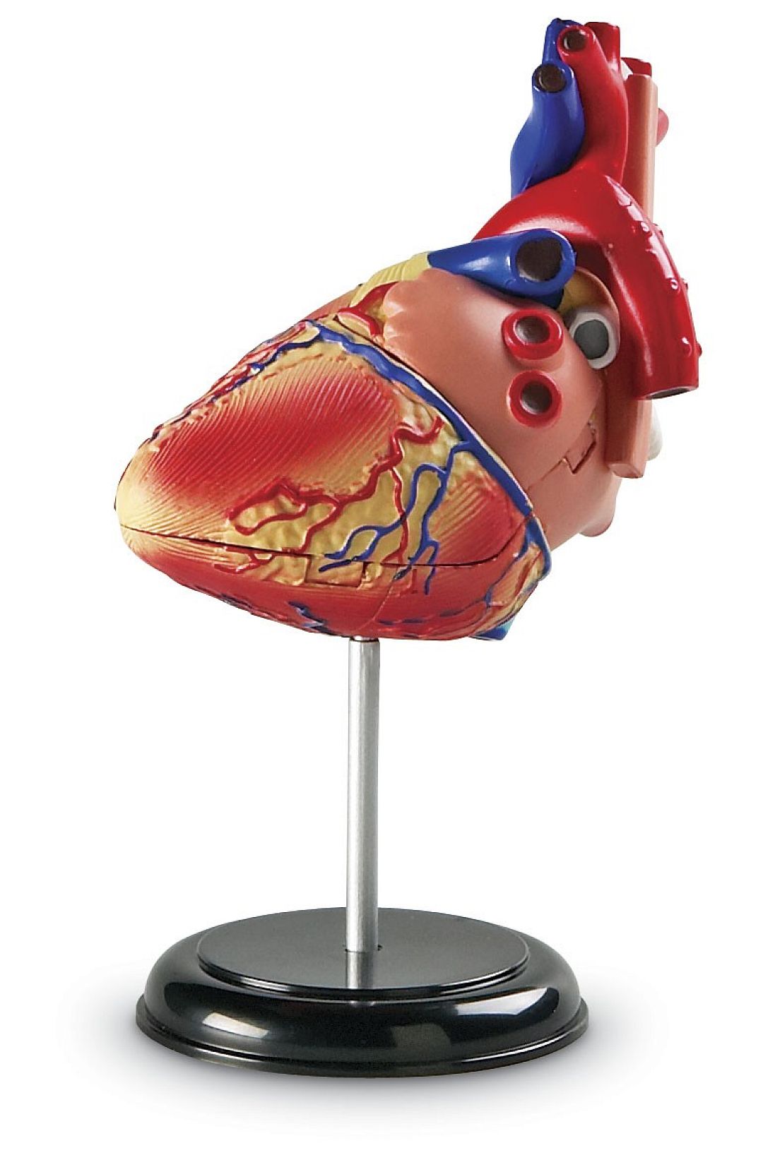 anatomicky-model-srdce.jpg