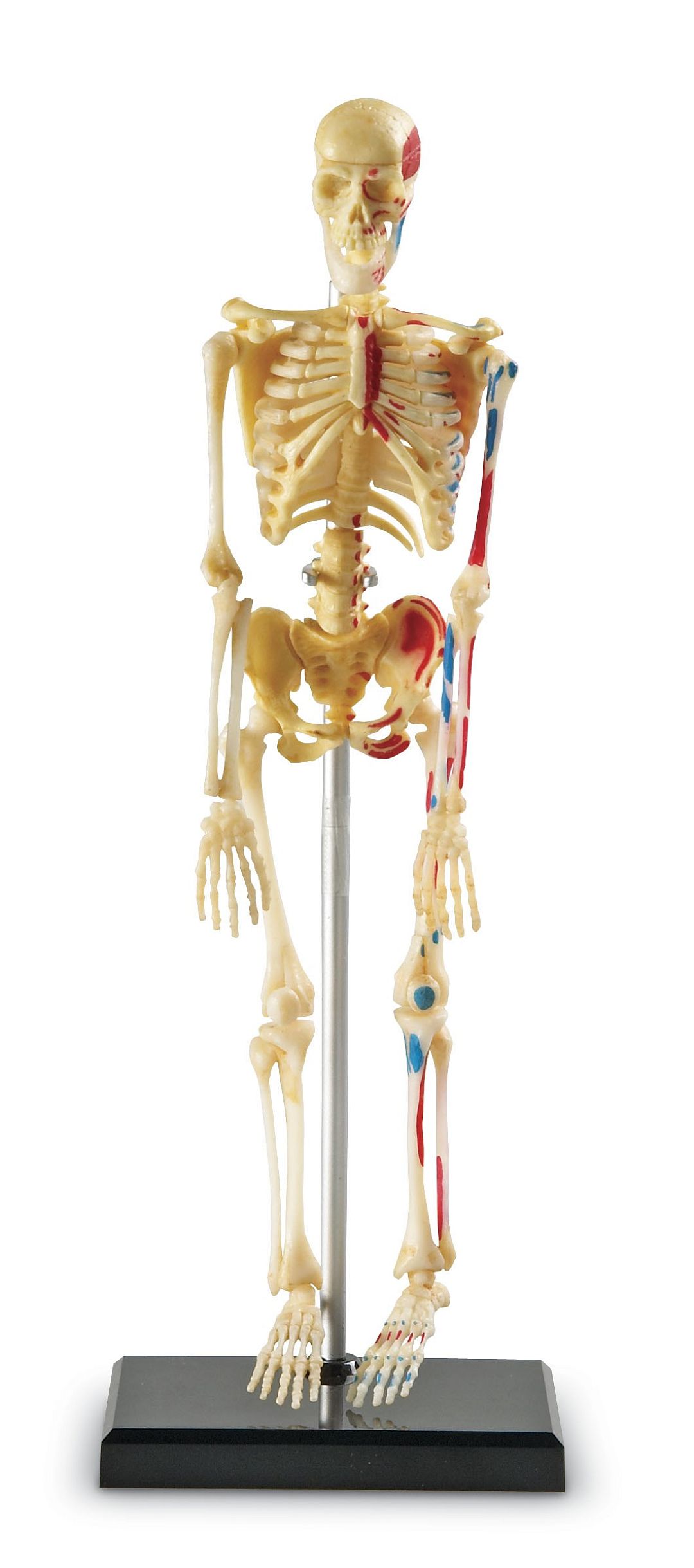 anatomicky-model-lidske-kostry.jpg