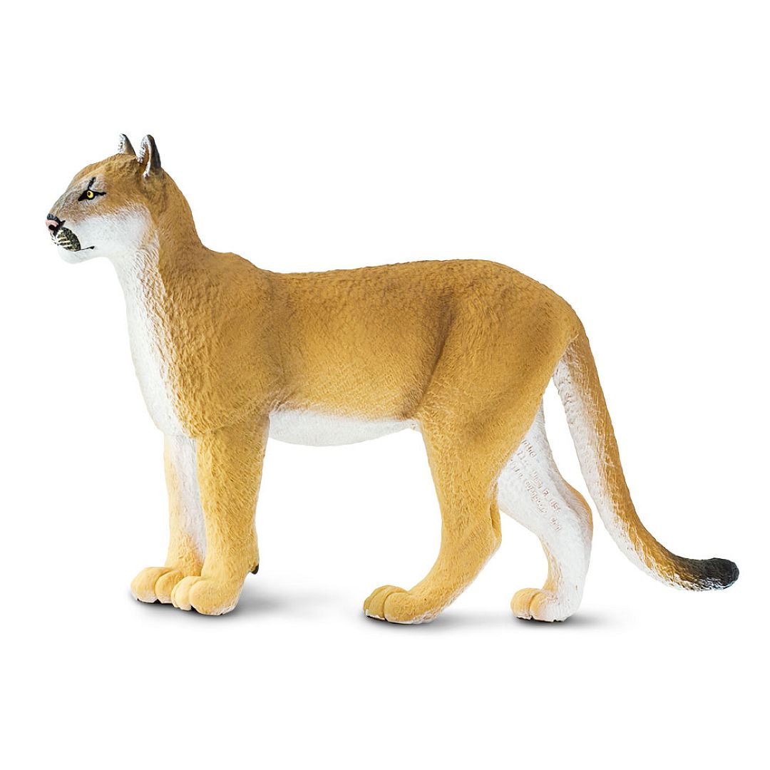 puma-floridska.jpg