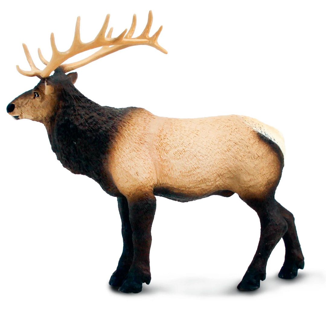 wapiti.jpg