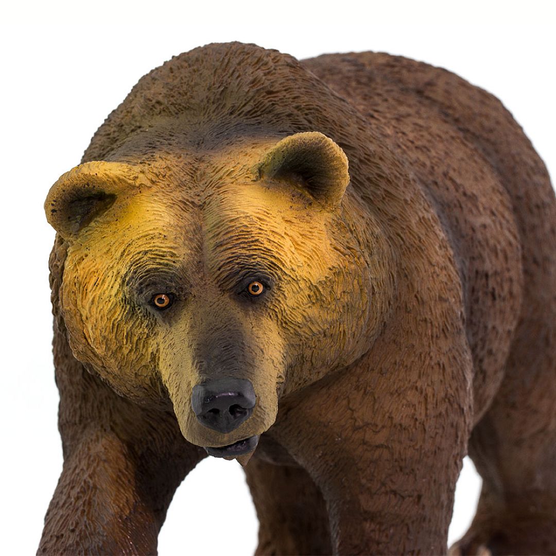 medved-grizzly.jpg