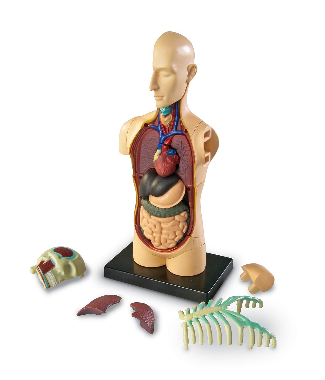 anatomicky-model-lidskeho-tela.jpg