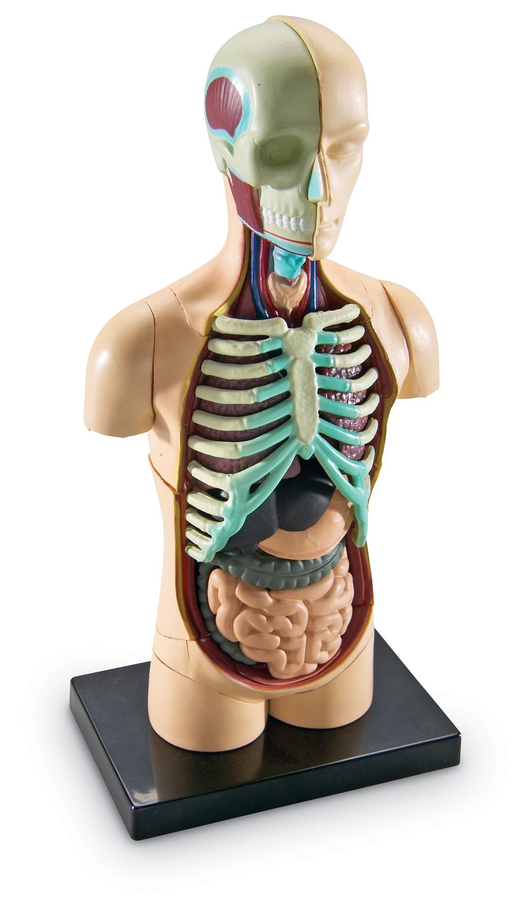 anatomicky-model-lidskeho-tela.jpg