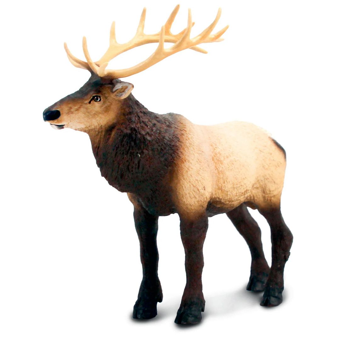 wapiti.jpg