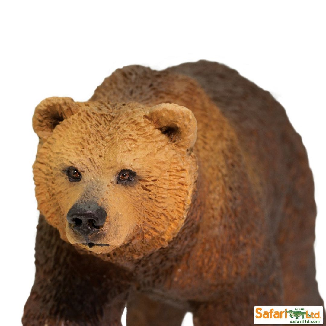 medved-grizzly.jpg