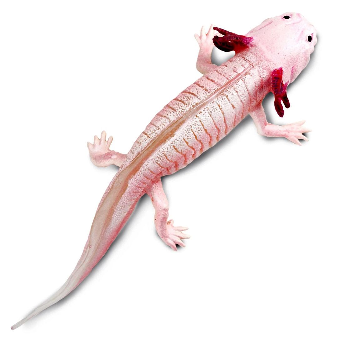 axolotl.jpg