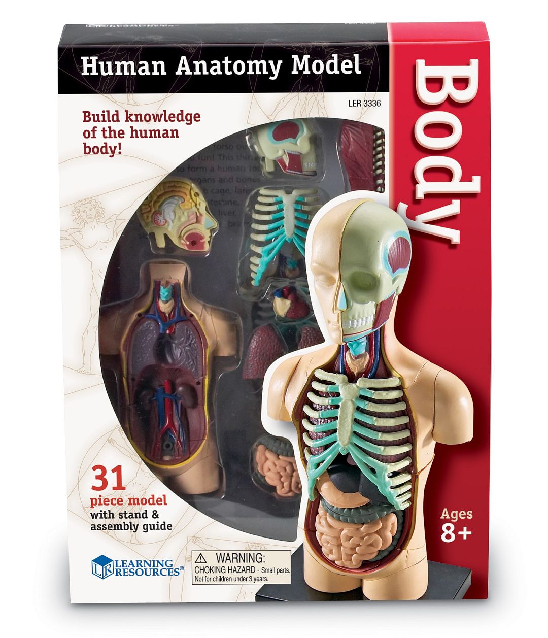 anatomicky-model-lidskeho-tela.jpg