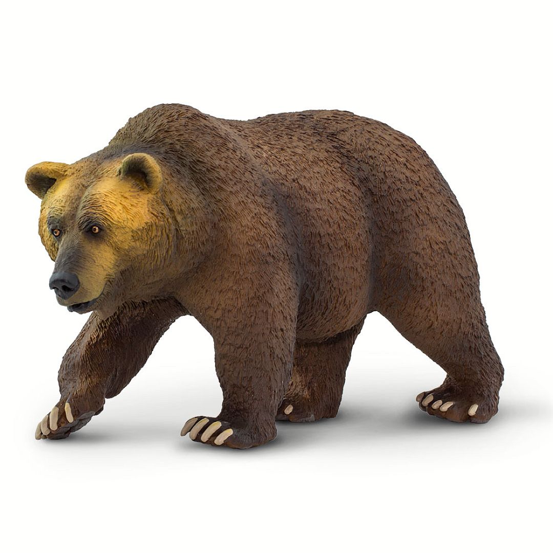 medved-grizzly.jpg