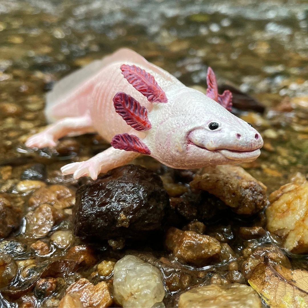 axolotl.jpg