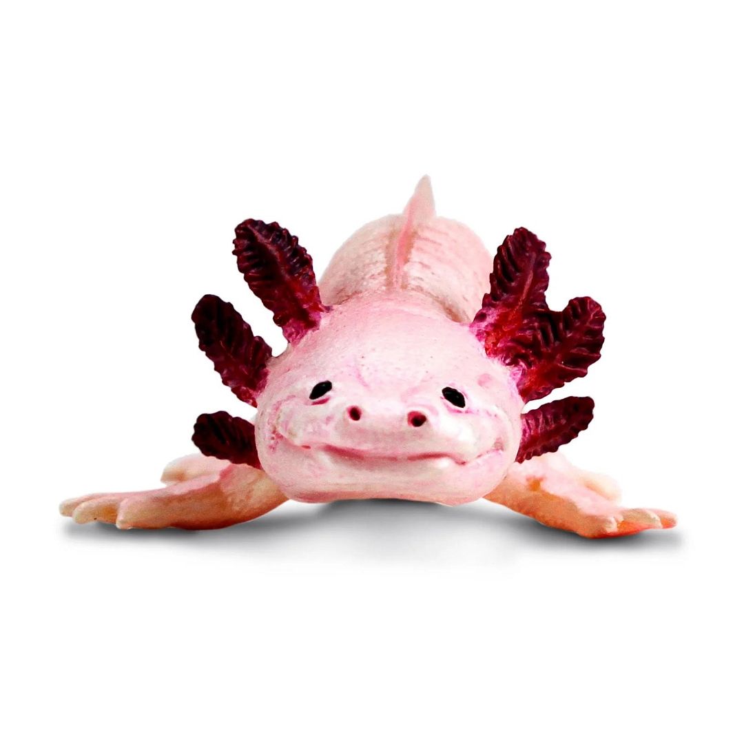 axolotl.jpg