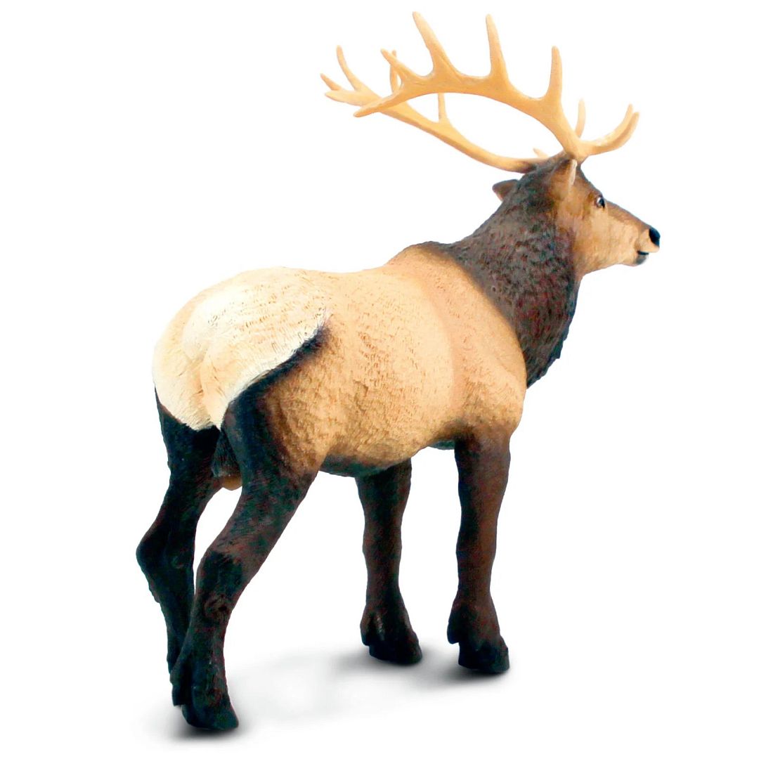 wapiti.jpg