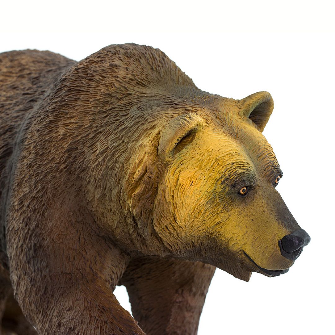 medved-grizzly.jpg