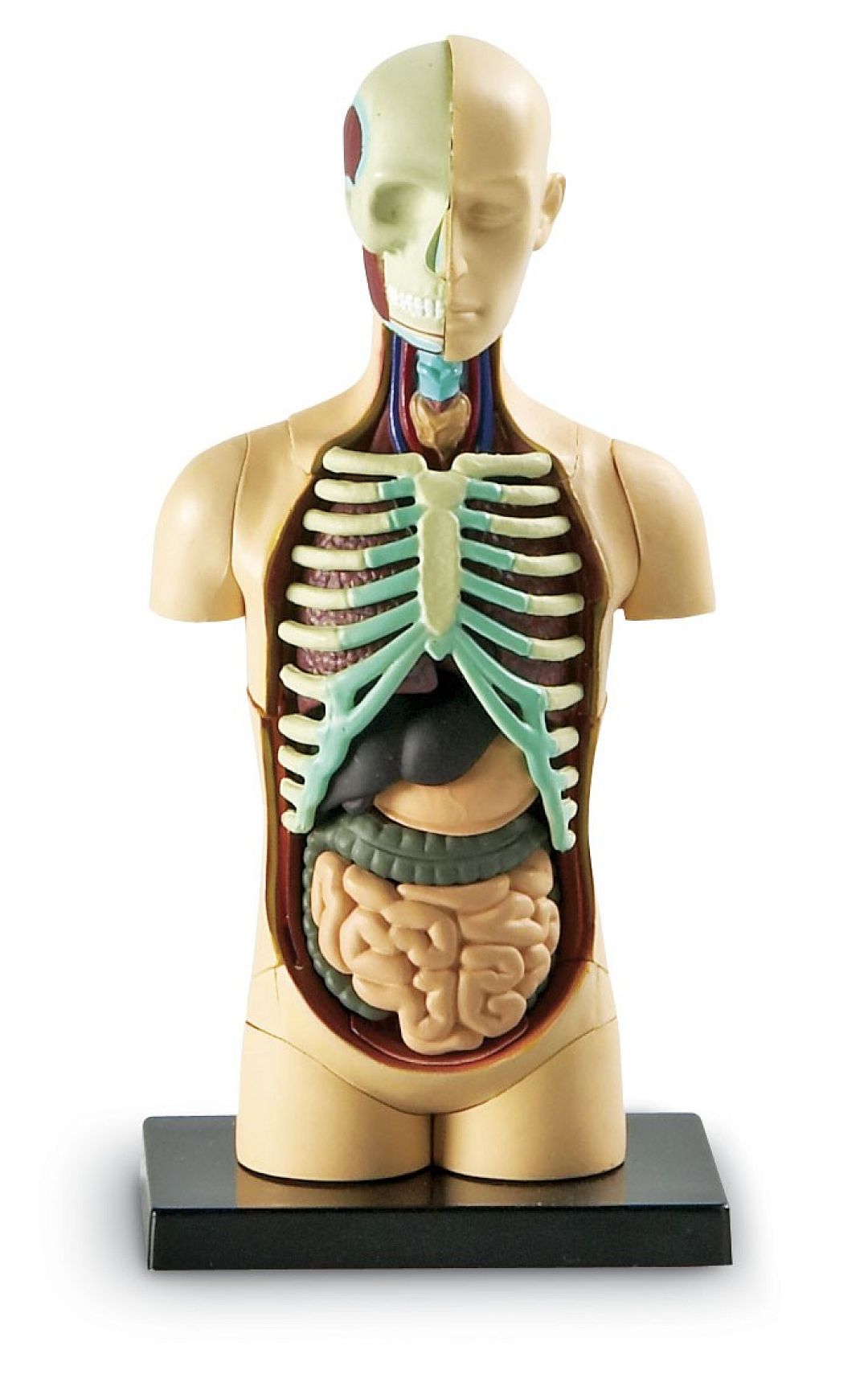 anatomicky-model-lidskeho-tela.jpg